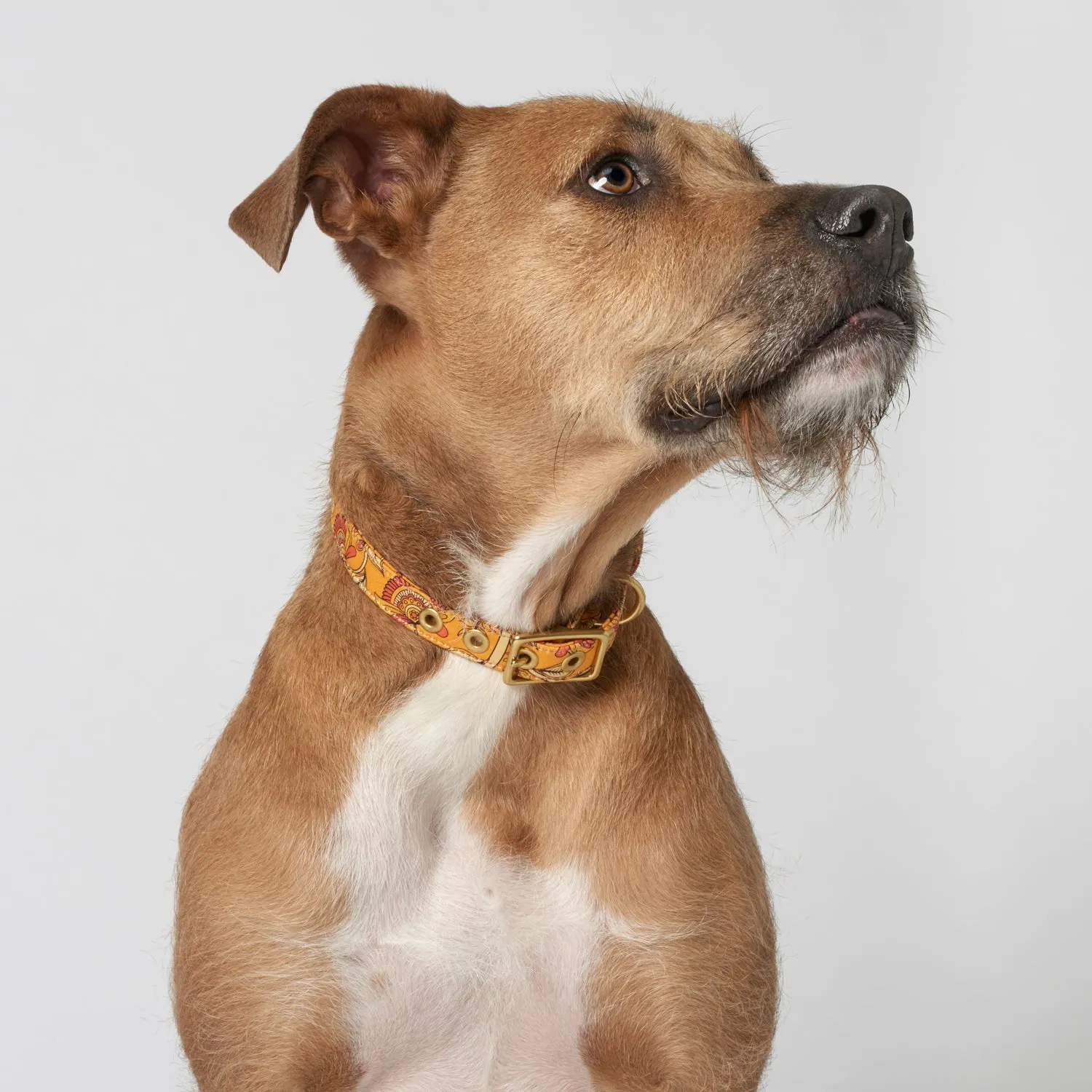Animals In Charge Collar - Bohemian Sunset