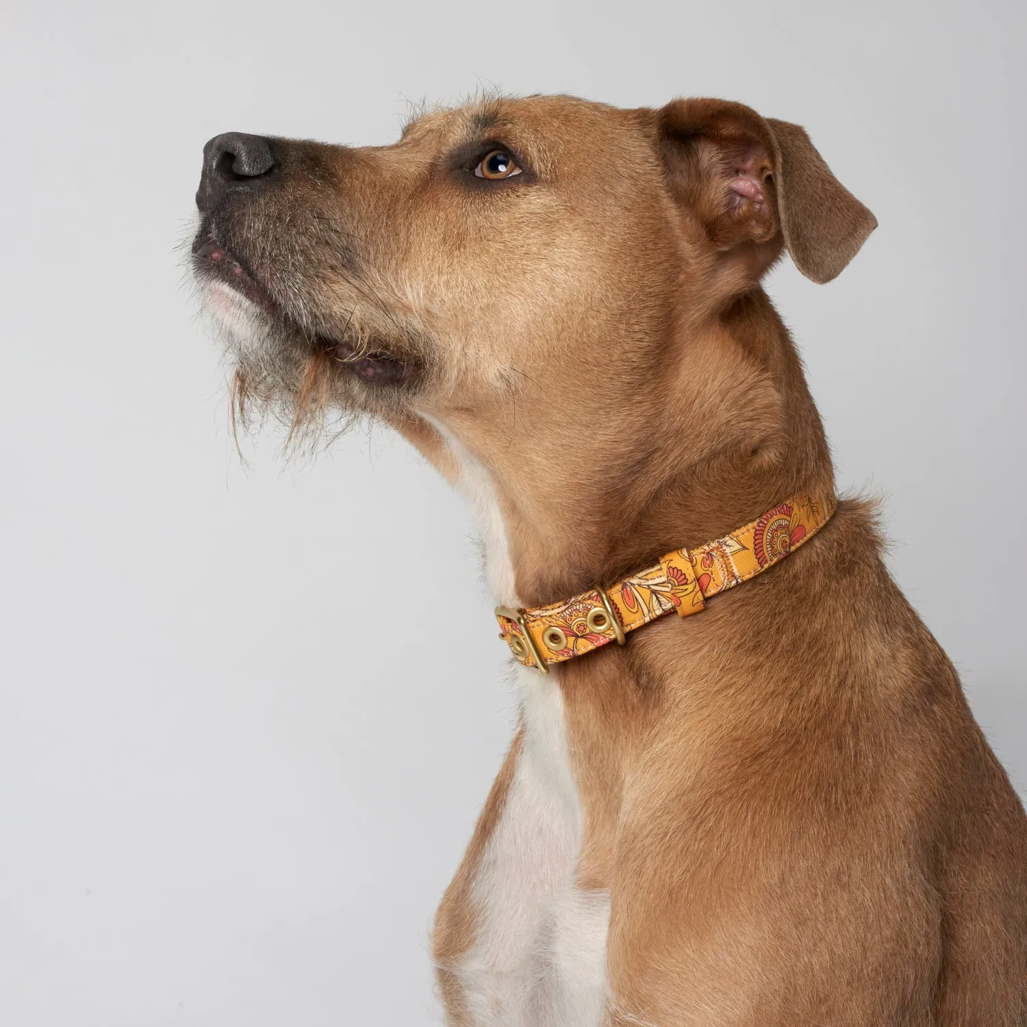 Animals In Charge Collar - Bohemian Sunset